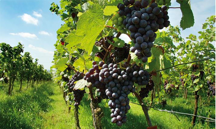 juliette-meffre-vigne-rhone