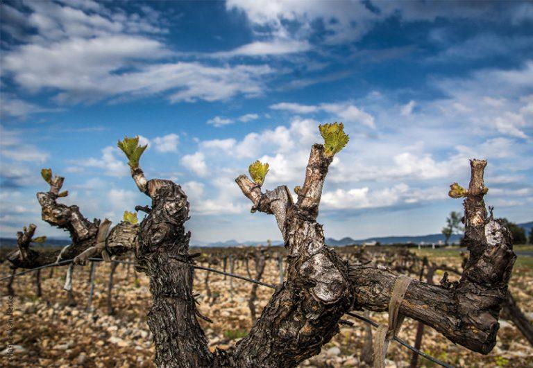 le-respect-du-terroir-terra-vitis