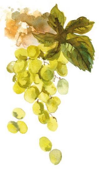les-cepages-clairette