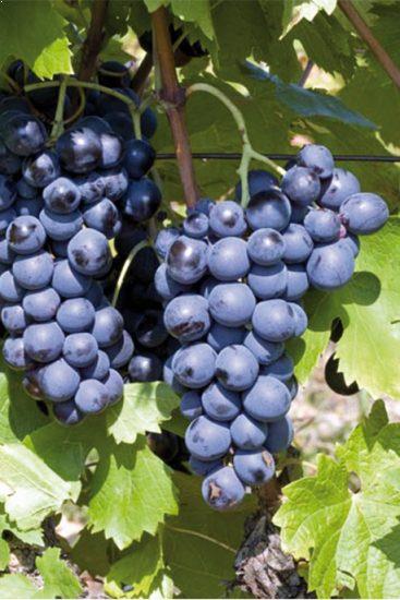les-cepages-cinsault