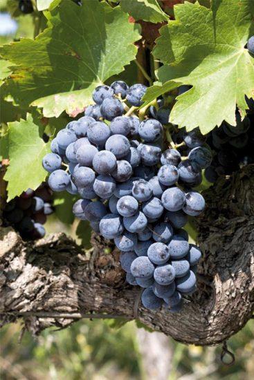 les-cepages-grenache-noir