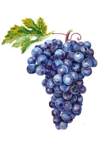 les-cepages-rouges-syrah