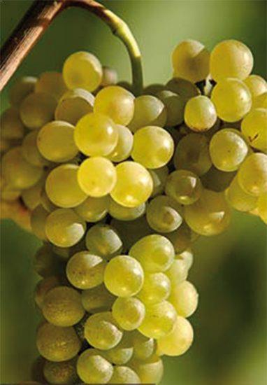 les-cepages-viognier