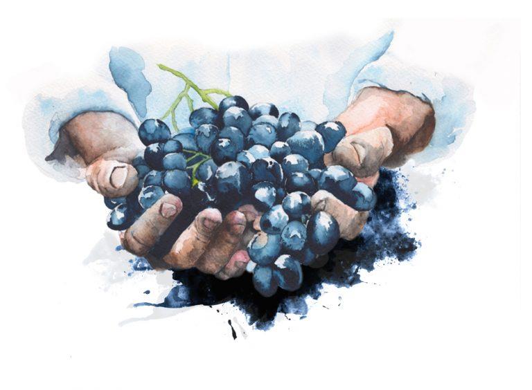 juliette-meffre-main-vigneron