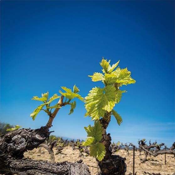 vignes-juliette-meffre-terra-vitis